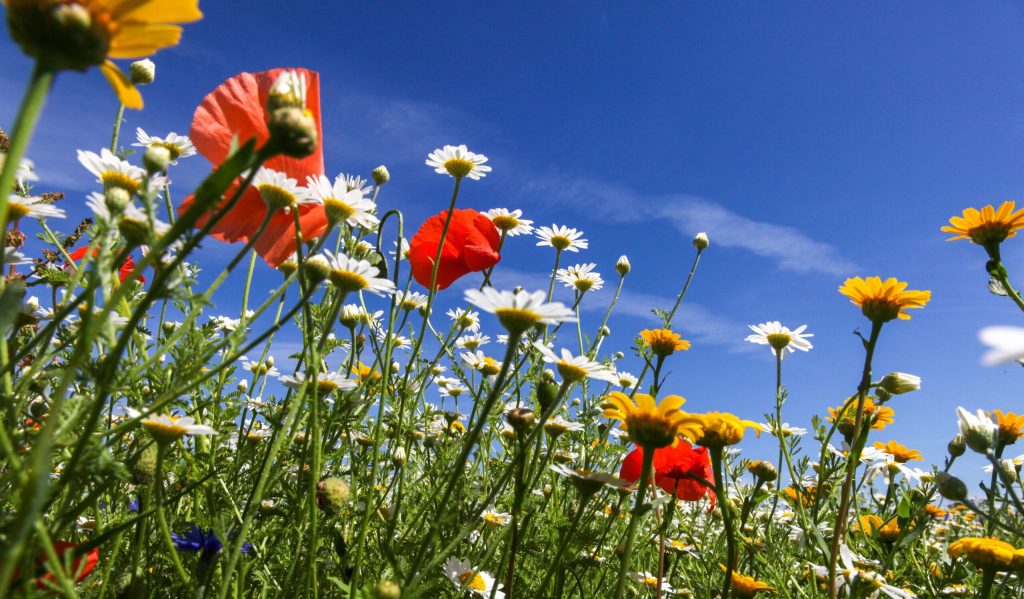 Meadow of wildflowers